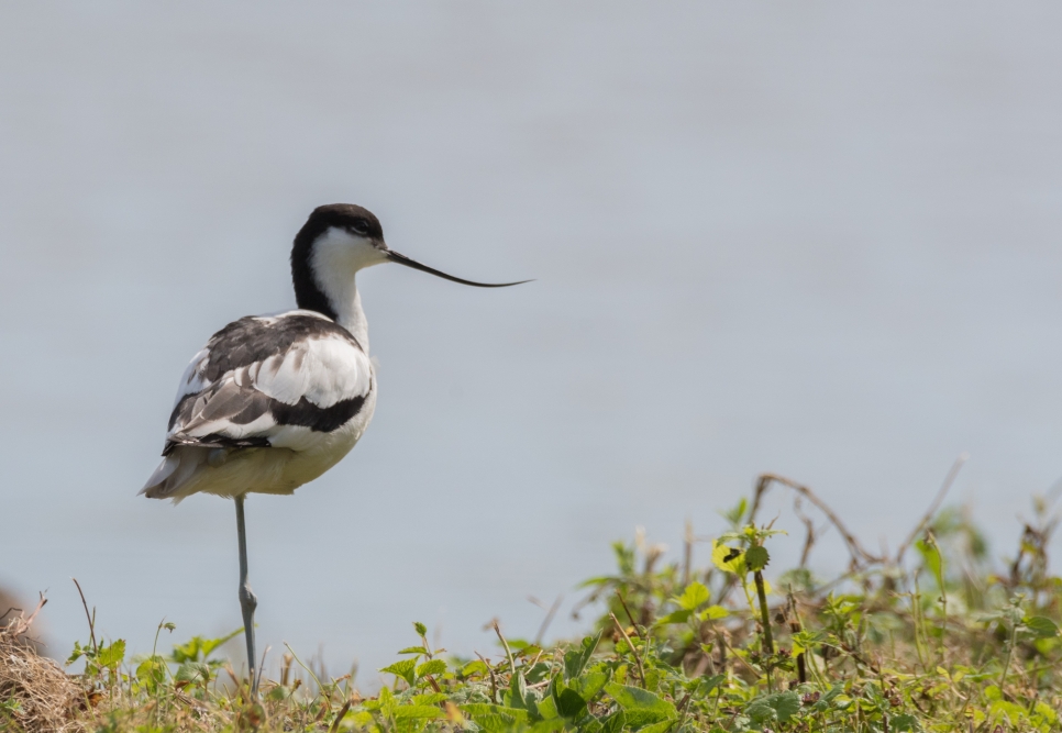 View: Improvers Birdwatching Morning - sold out!